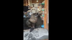 VIDEO | ¿Acepta tarjeta?: Lobo marino atiende local de artesanías en Mar del Plata