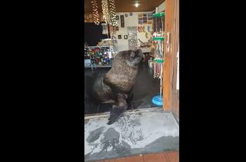 VIDEO | ¿Acepta tarjeta?: Lobo marino atiende local de artesanías en Mar del Plata