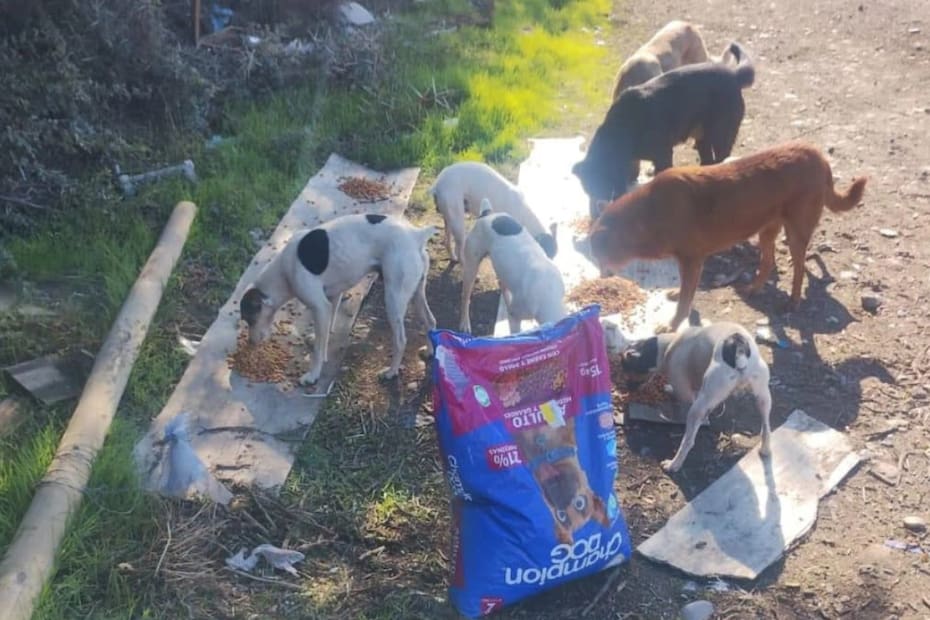 Existe la creencia que los perros viejos no pueden ser educados.