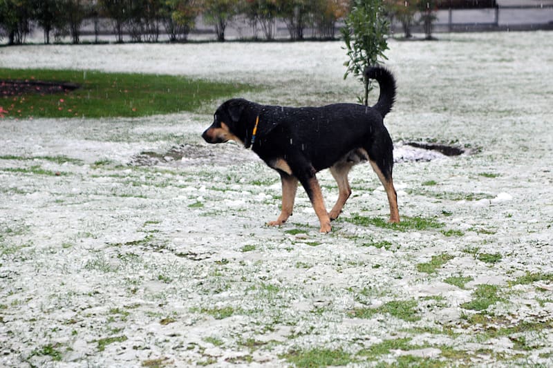 Ante el evento meteorológico inusual en el norte del país, se decidió emitir una alerta y un aviso preventivo para los sectores afectados.