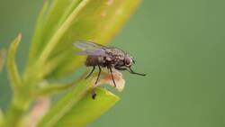 Aleja a las molestas moscas de tu hogar con estas plantas