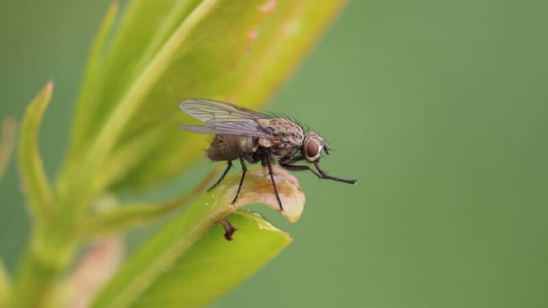 Elimínalas naturalmente.