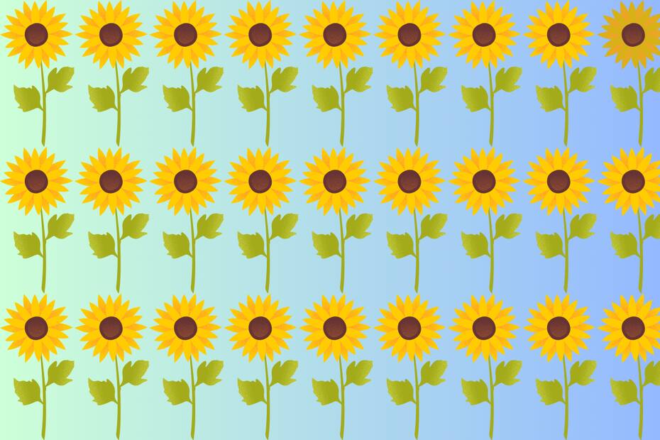 ¿Podrás encontrar el girasol diferente?