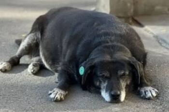 Perrita obesa y callejera recibe buenos comentarios tras convertirse en un punto de referencia en Google Maps