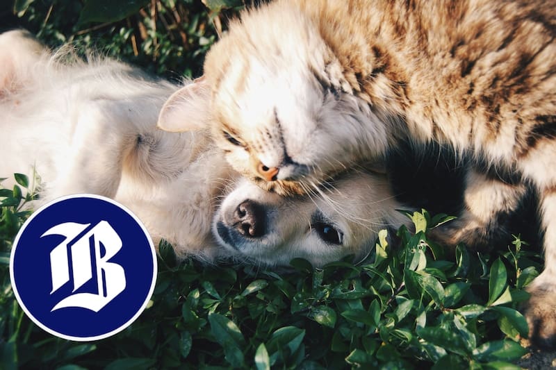 Beneficios en cuidados de mascotas.