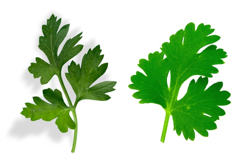 Así puedes diferenciarlos.