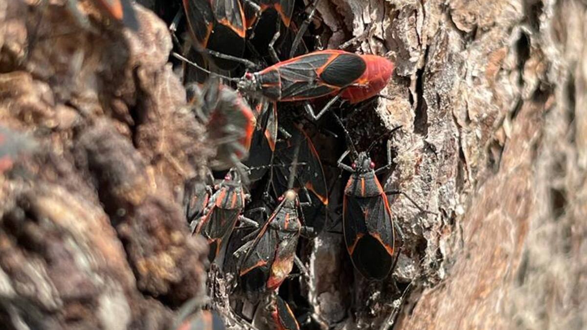 VIDEO | Llegó el chinche del arce: Insecto invade casas, árboles y calles de Santiago