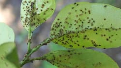 3 trucos caseros para eliminar las plagas de tus plantas: el #2 es infalible