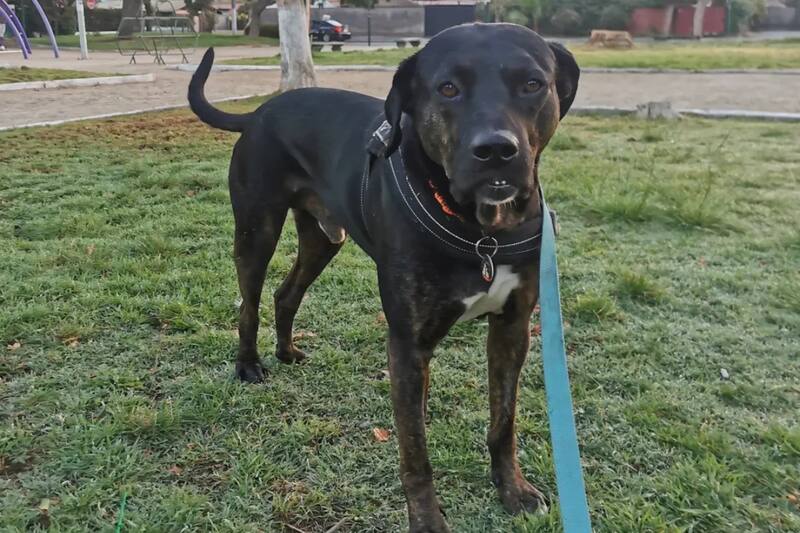 Muchos rescatistas acuden a las redes para difundir sus casos.