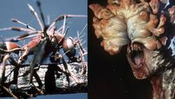 ¿Puede infectar a los humanos? Conoce la verdad sobre el Cordyceps, el hongo que inspiró a "The Last of Us"