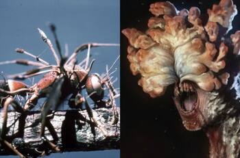 ¿Puede infectar a los humanos? Conoce la verdad sobre el Cordyceps, el hongo que inspiró a "The Last of Us"