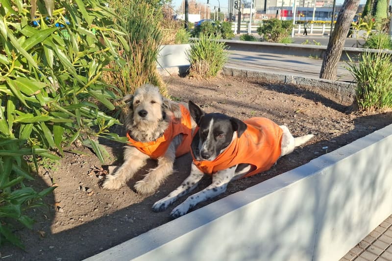 Perritos comunitarios de La Florida.