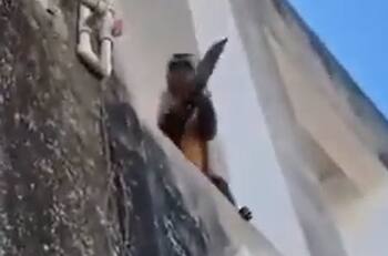 VIDEO | ¡Con cuchillo en mano! Mono amenaza a vecinos y roba galletas en Brasil
