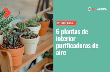¿Cuáles son las plantas de interior para limpiar el aire? Estas son las que recomienda la NASA