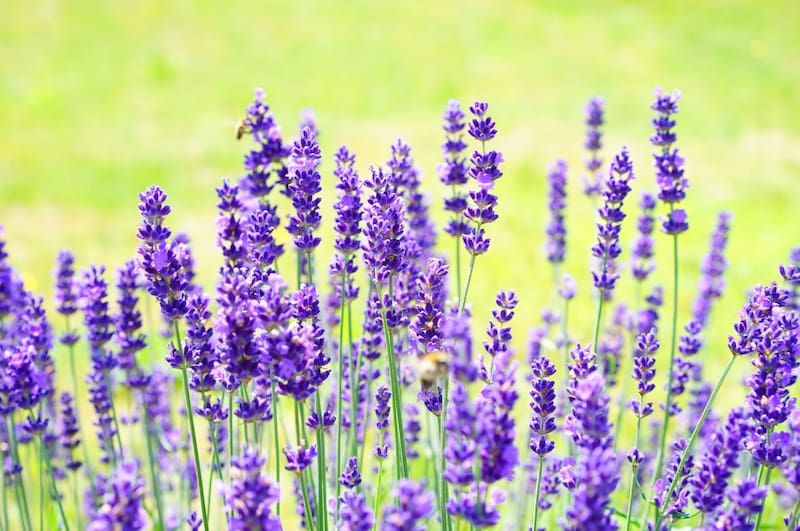 El olor de la lavanda mantiene alejadas a las arañas.