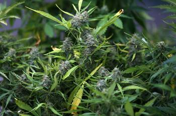 ¿Cannabis para combatir el Covid-19?: científicos revelaron estudio sobre su uso medicinal
