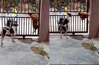VIDEO | Tú también lo hiciste: Perro se vuelve viral al escaparse por la reja de su casa