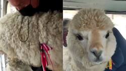 VIDEO | ¿Quién le dio droga a la llama? Animal se sube al transporte público y se transforma en viral