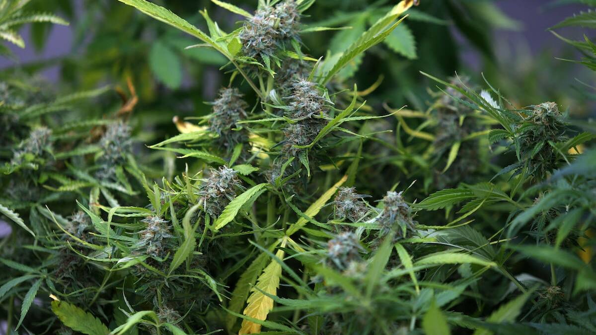 Tenían un complejo sistema de riego: Incautan 1.100 plantas de marihuana en el desierto de Atacama