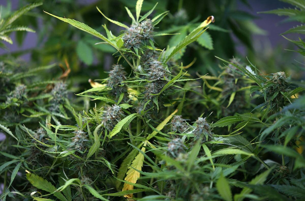 Tenían un complejo sistema de riego: Incautan 1.100 plantas de marihuana en el desierto de Atacama