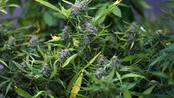 Tenían un complejo sistema de riego: Incautan 1.100 plantas de marihuana en el desierto de Atacama