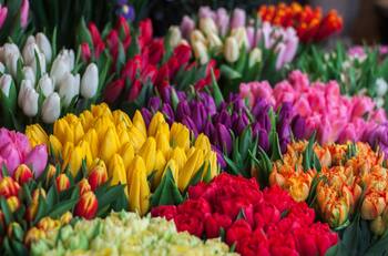 Regalarán 50 mil tulipanes en la RM: ¿Dónde y cuándo se van a entregar?