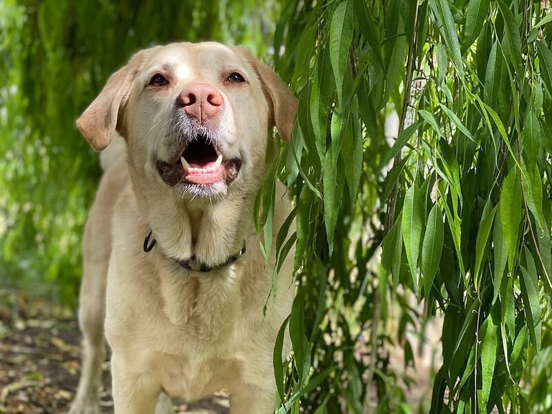 Mía es una labradora que fue testigo de su relación.