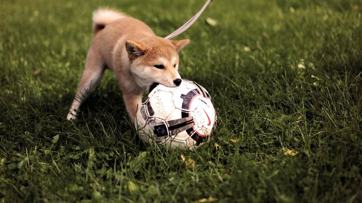 VIDEO | El mejor jugador de la temporada: Perrito sorprende por sus capacidades con los "pies"