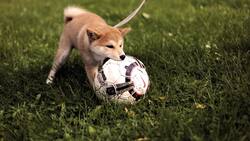 VIDEO | El mejor jugador de la temporada: Perrito sorprende por sus capacidades con los "pies"