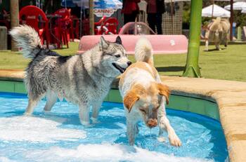 ¡El único parque acuático canino de Chile! Conoce sus valores y horarios