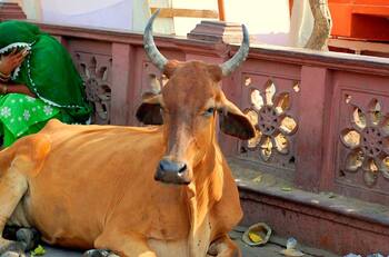 Porque no daban leche: Granjero denunció a sus vacas ante la policía