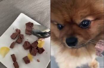 VIDEO | Si no es así, entonces no: Perrito se vuelve viral por alimentarse de una forma muy entretenida