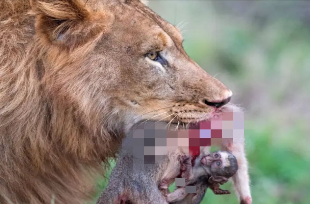 Increíbles imágenes muestran a mono bebé aferrándose a su madre en la boca de un león