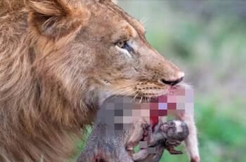 Increíbles imágenes muestran a mono bebé aferrándose a su madre en la boca de un león