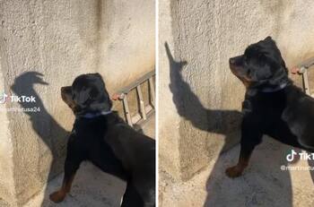 VIDEO | Perrito se vuelve viral por la entretenida forma en que juega con una sombra