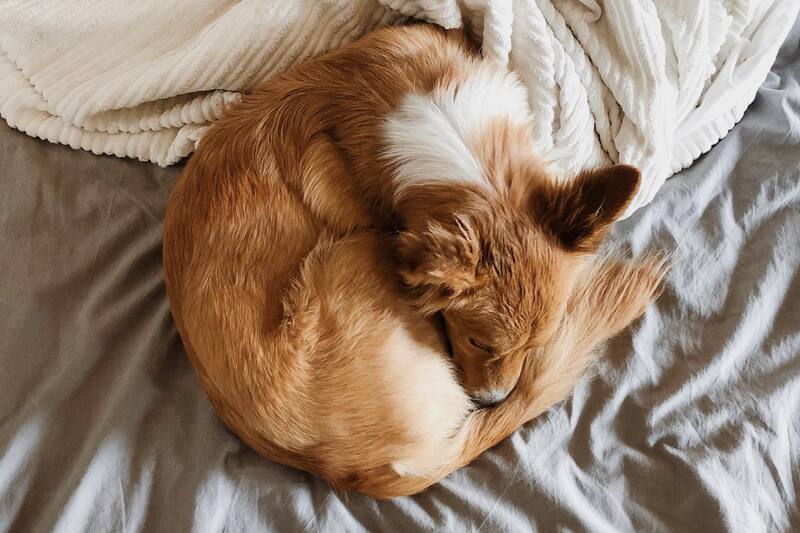 Si quieres saber por qué se enrosca cuando está descansando, te traemos el verdadero motivo.