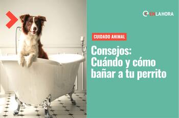 Consejos: Cuándo y cómo bañar a tu perro, recomendaciones para cuidar a tu compañero