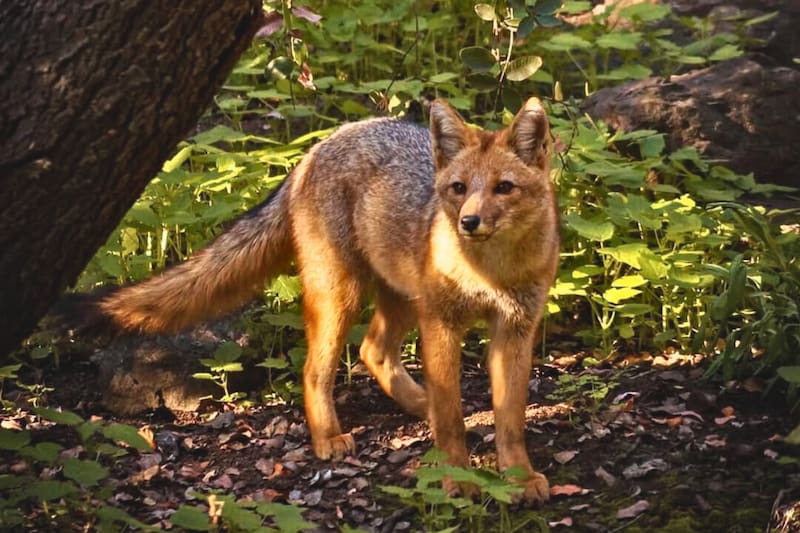 Uno de los tantos animales que podrás ver en el lugar. Créditos: @trekkingfamilychile vía Instagram.