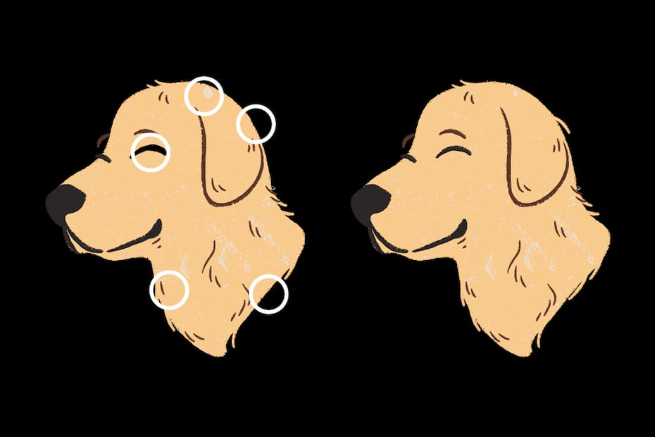 ¡Estas eran las cinco diferencias entre los perros!