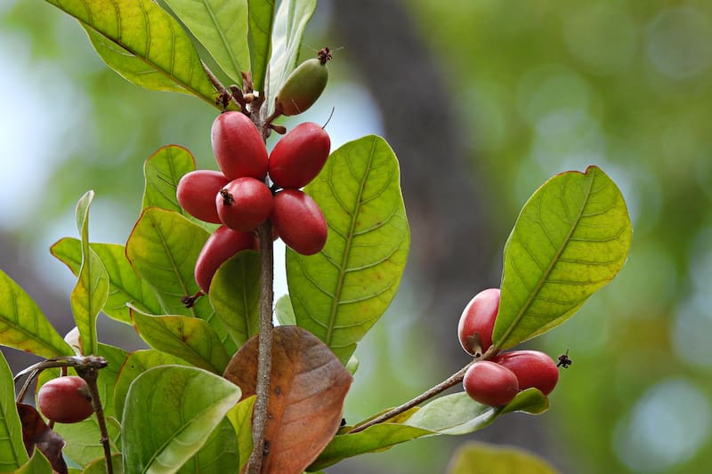 Es ayuda a la diabetes sustituyendo el azúcar de manera segura.