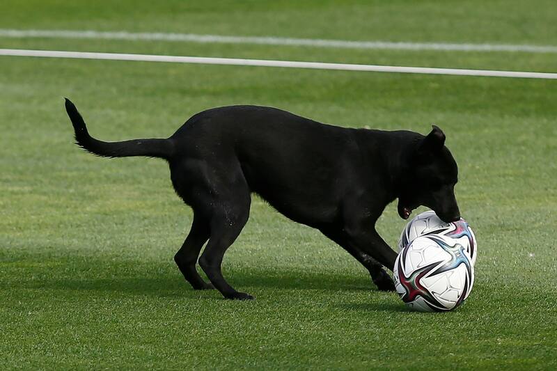 El goleador que quiere estudiar veterinaria. Foto: Aton.