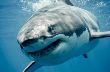 VIDEO | El escalofriante momento en que un tiburón devora a un turista en una playa de Egipto