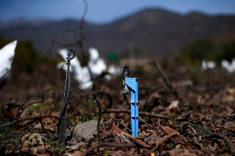 La Ligua, 07 de octubre 2019.
Un pequeño agricultor observa los estragos de la sequia en la localidad de La Higuera, comuna de La Ligua.
Raul Zamora/Aton Chile