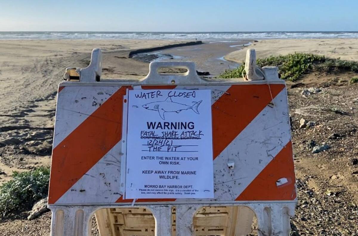 Cierran playa en Estados Unidos por mortal ataque de tiburón blanco contra surfista