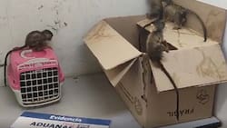 Arrestan a hombre por intentar ingresar de manera ilegal a 5 animales en pésimas condiciones