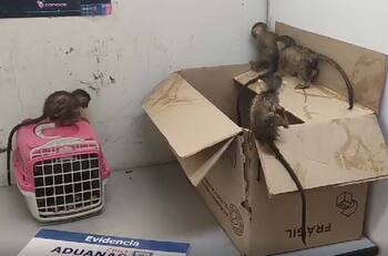 Arrestan a hombre por intentar ingresar de manera ilegal a 5 animales en pésimas condiciones