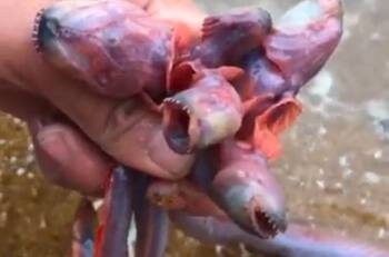 VIDEO | ¿Será el Demogorgon? Encuentran extraña criatura similar al monstruo de "Stranger Things"