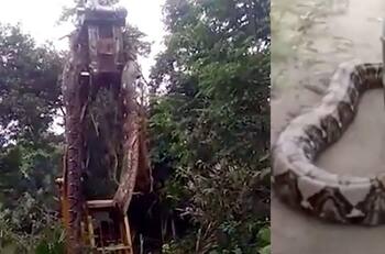 VIDEO |  Hallan a la serpiente más grande del mundo y la debieron levantar con una excavadora para moverla