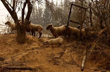 Así puedes aportar y ayudar a los animales afectados por los incendios forestales