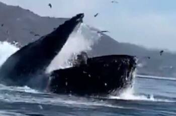 VIDEO | "¿Mamá cuéntame una anécdota?": Ballena se tragó a dos mujeres y luego las escupió vivas